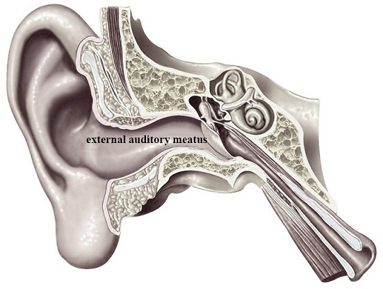 external auditory canal הנקרא גם external auditory. meatus. 